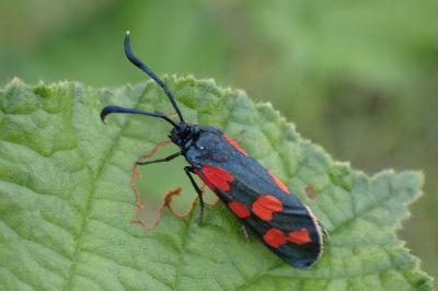 <i>Zygaena transalpina</i>