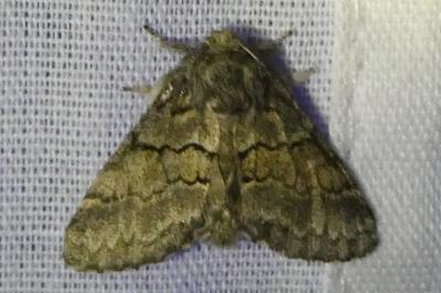 <i>Gluphisia crenata</i>