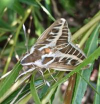 <i>Hyles livornica</i>