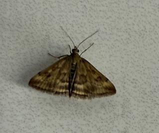 <i>Pyrausta despicata</i>