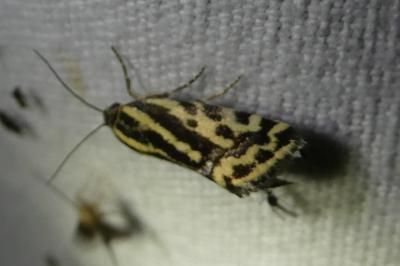 <i>Emmelia trabealis</i>
