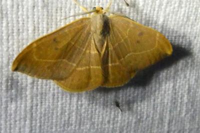 <i>Watsonalla binaria</i>