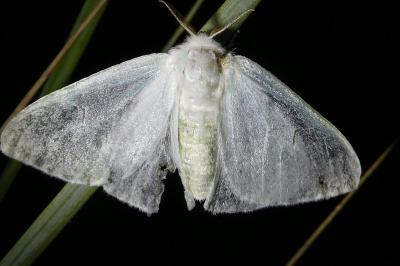 <i>Arctornis l-nigrum</i>