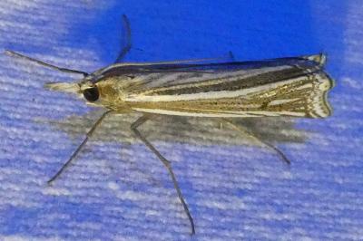 <i>Ancylolomia tentaculella</i>