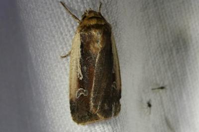<i>Ochropleura plecta</i>
