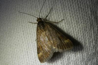 <i>Pyrausta despicata</i>