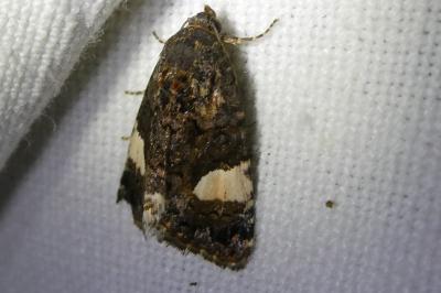 <i>Tyta luctuosa</i>