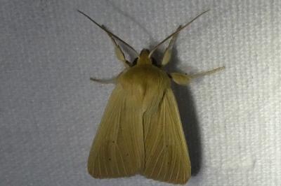 <i>Mythimna pallens</i>
