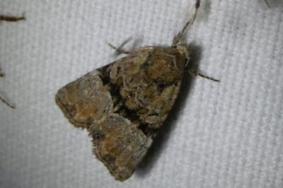 <i>Mesoligia furuncula</i>
