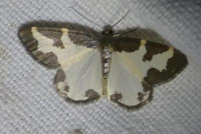 <i>Lomaspilis marginata</i>