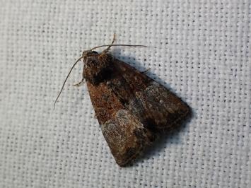 <i>Mesoligia furuncula</i>