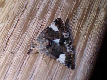 <i>Tyta luctuosa</i>