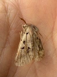 <i>Orthosia gothica</i>