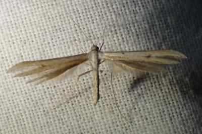 <i>Emmelina argoteles/monodactyla</i>