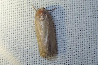 <i>Proxenus hospes</i>