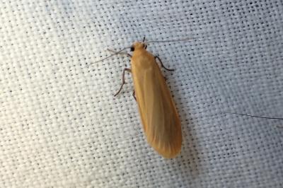 <i>Wittia sororcula</i>