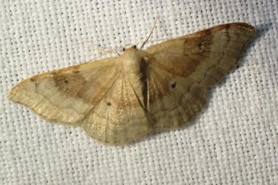 <i>Idaea degeneraria</i>