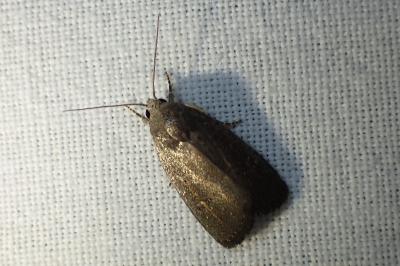 <i>Proxenus hospes</i>