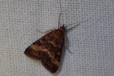 <i>Pyrausta despicata</i>
