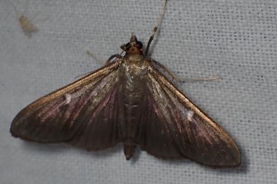 <i>Cydalima perspectalis</i>