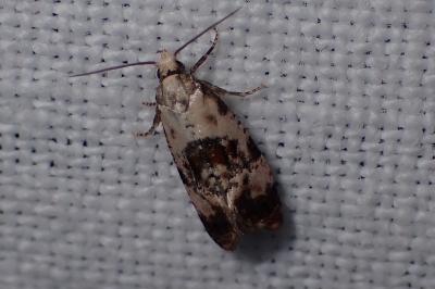 <i>Cochylis hybridella</i>