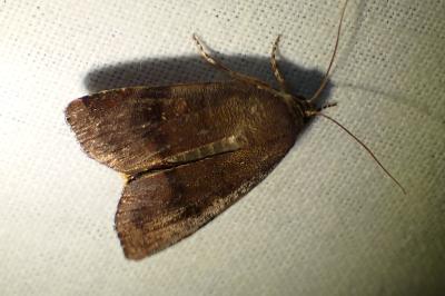 <i>Noctua janthina</i>