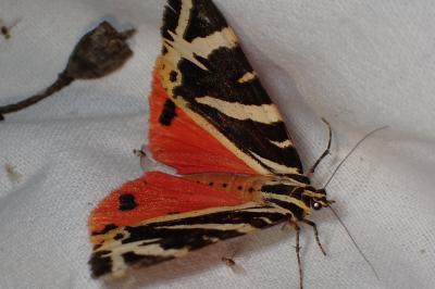 <i>Euplagia quadripunctaria</i>