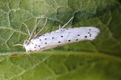 <i>Yponomeuta</i>