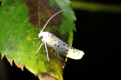 <i>Yponomeuta</i>