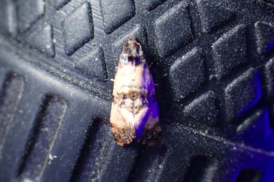 <i>Cochylis molliculana</i>