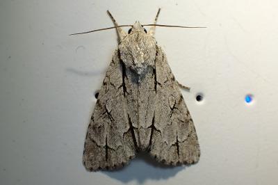 <i>Acronicta psi/tridens</i>