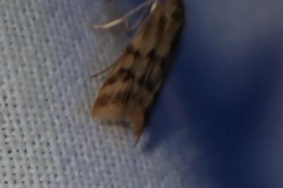 <i>Homoeosoma sinuella</i>