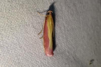 <i>Oncocera semirubella</i>
