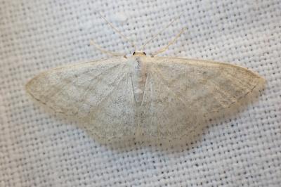 <i>Idaea subsericeata</i>