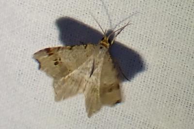 <i>Macaria alternata</i>