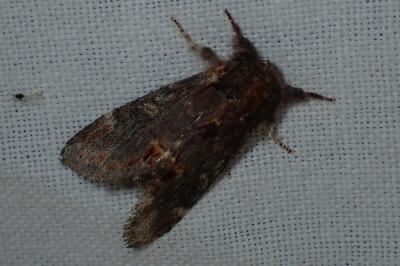 <i>Notodonta dromedarius</i>