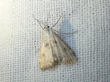 <i>Cataclysta lemnata</i>