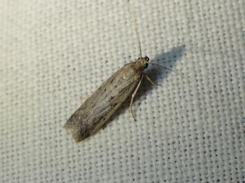 <i>Phycitodes</i>