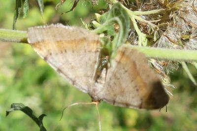 <i>Macaria liturata</i>