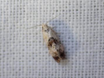 <i>Cochylis hybridella</i>