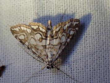 <i>Elophila nymphaeata</i>