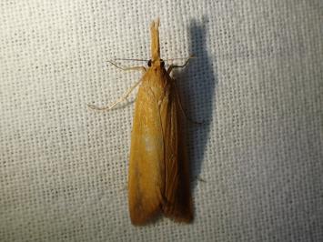 <i>Schoenobius gigantella</i>