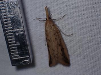 <i>Schoenobius gigantella</i>