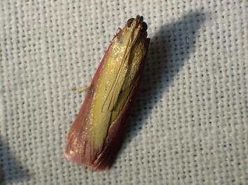 <i>Oncocera semirubella</i>