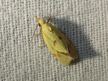 <i>Agapeta hamana</i>
