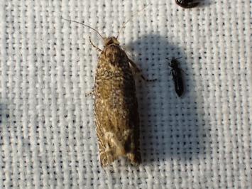 <i>Eucosma</i>