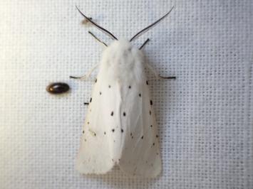 <i>Spilosoma lubricipeda</i>
