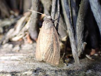 <i>Coenobia rufa</i>