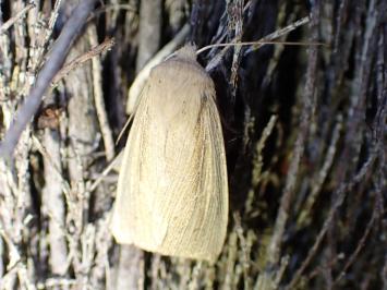 <i>Mythimna straminea</i>