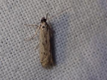 <i>Phycitodes</i>